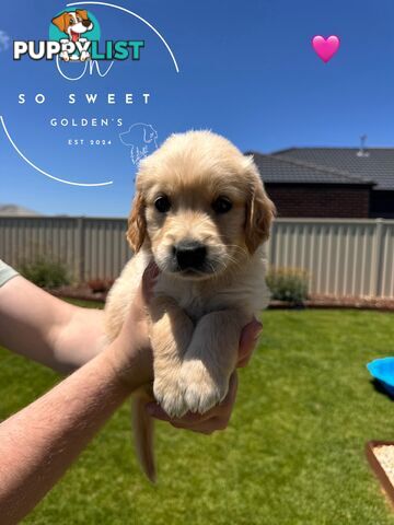 Purebred golden retriever puppies