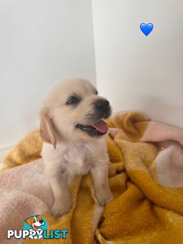 Purebred golden retriever puppies