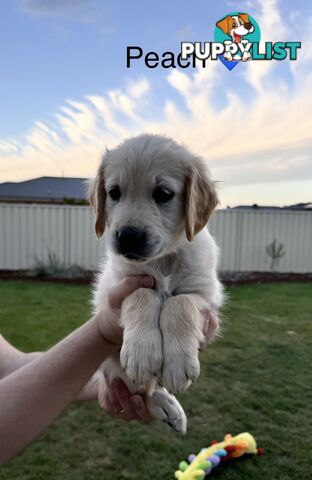 Purebred golden retriever puppies