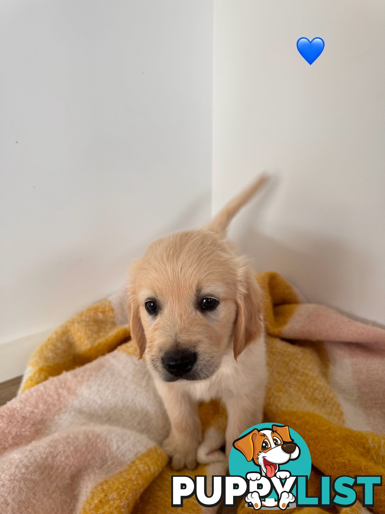 Purebred golden retriever puppies