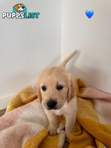 Purebred golden retriever puppies