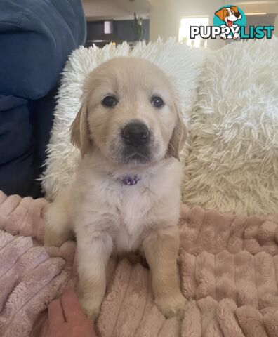 Pure breed Golden Retriever