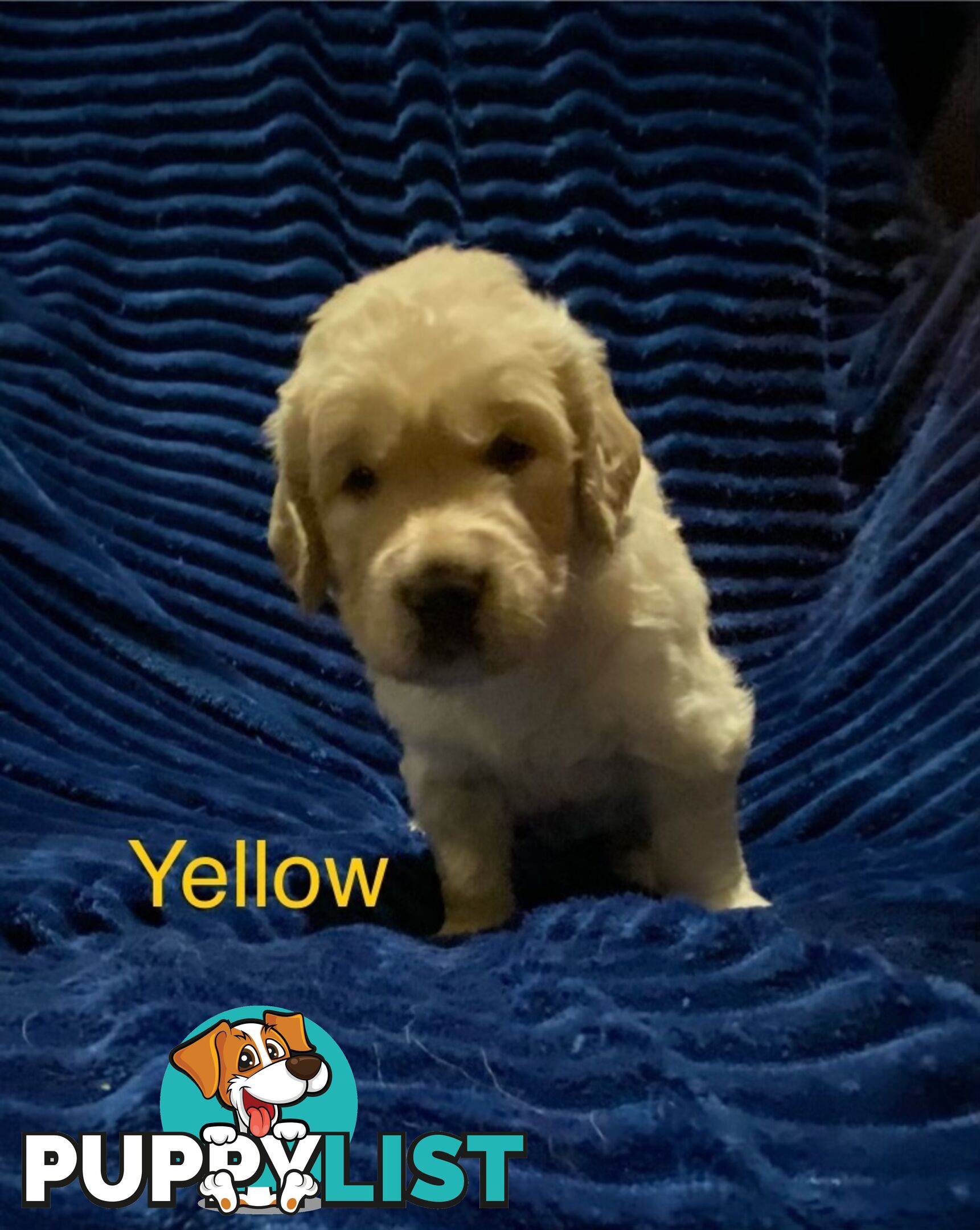 Pure breed Golden Retriever