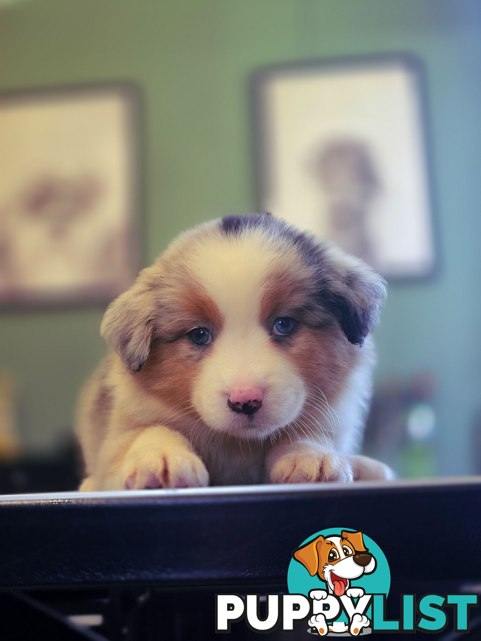 Gorgeous Australian Shepherd x Border Collie Puppies