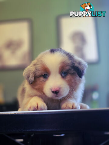 Gorgeous Australian Shepherd x Border Collie Puppies