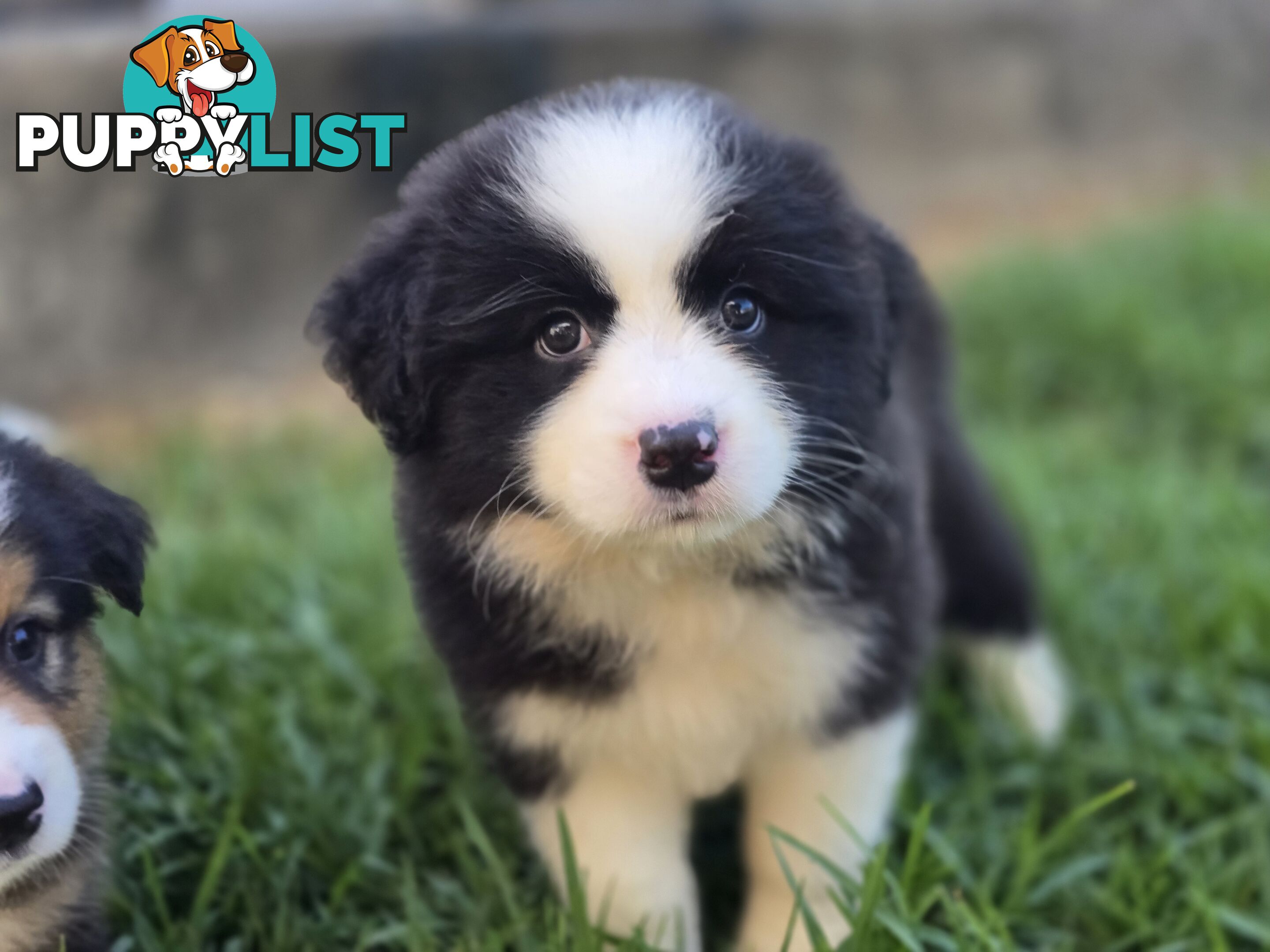 Gorgeous Australian Shepherd x Border Collie Puppies