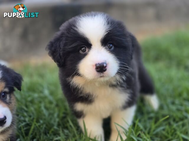 Gorgeous Australian Shepherd x Border Collie Puppies