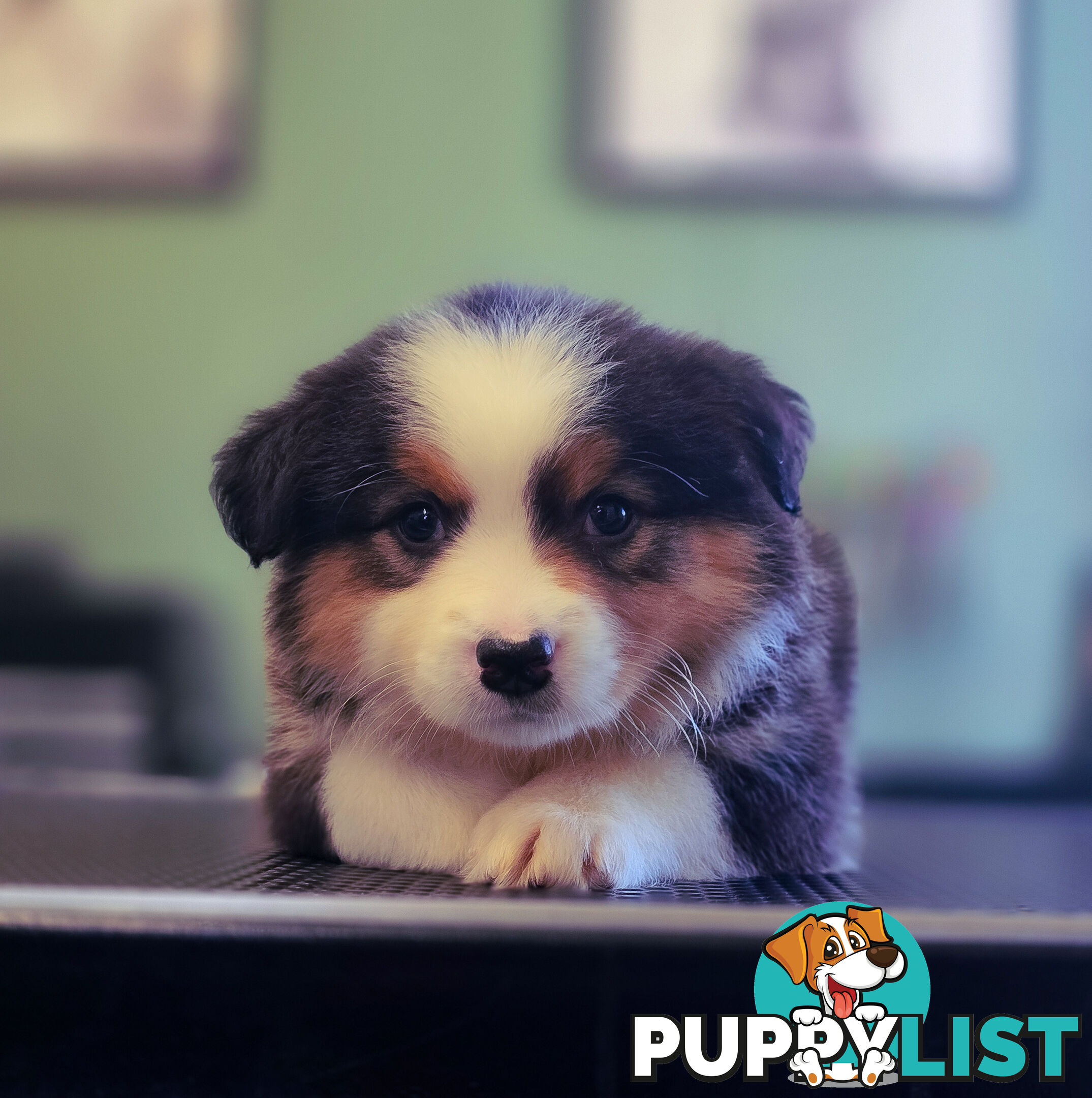 Gorgeous Australian Shepherd x Border Collie Puppies