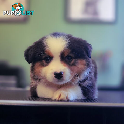 Gorgeous Australian Shepherd x Border Collie Puppies