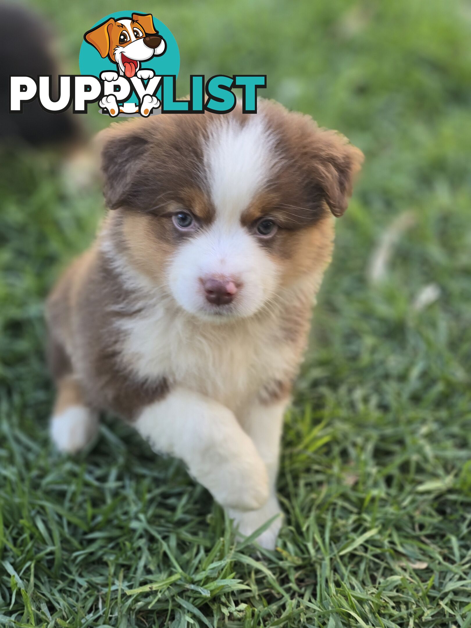 Gorgeous Australian Shepherd x Border Collie Puppies