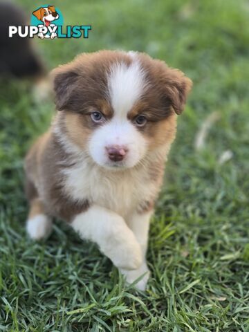 Gorgeous Australian Shepherd x Border Collie Puppies