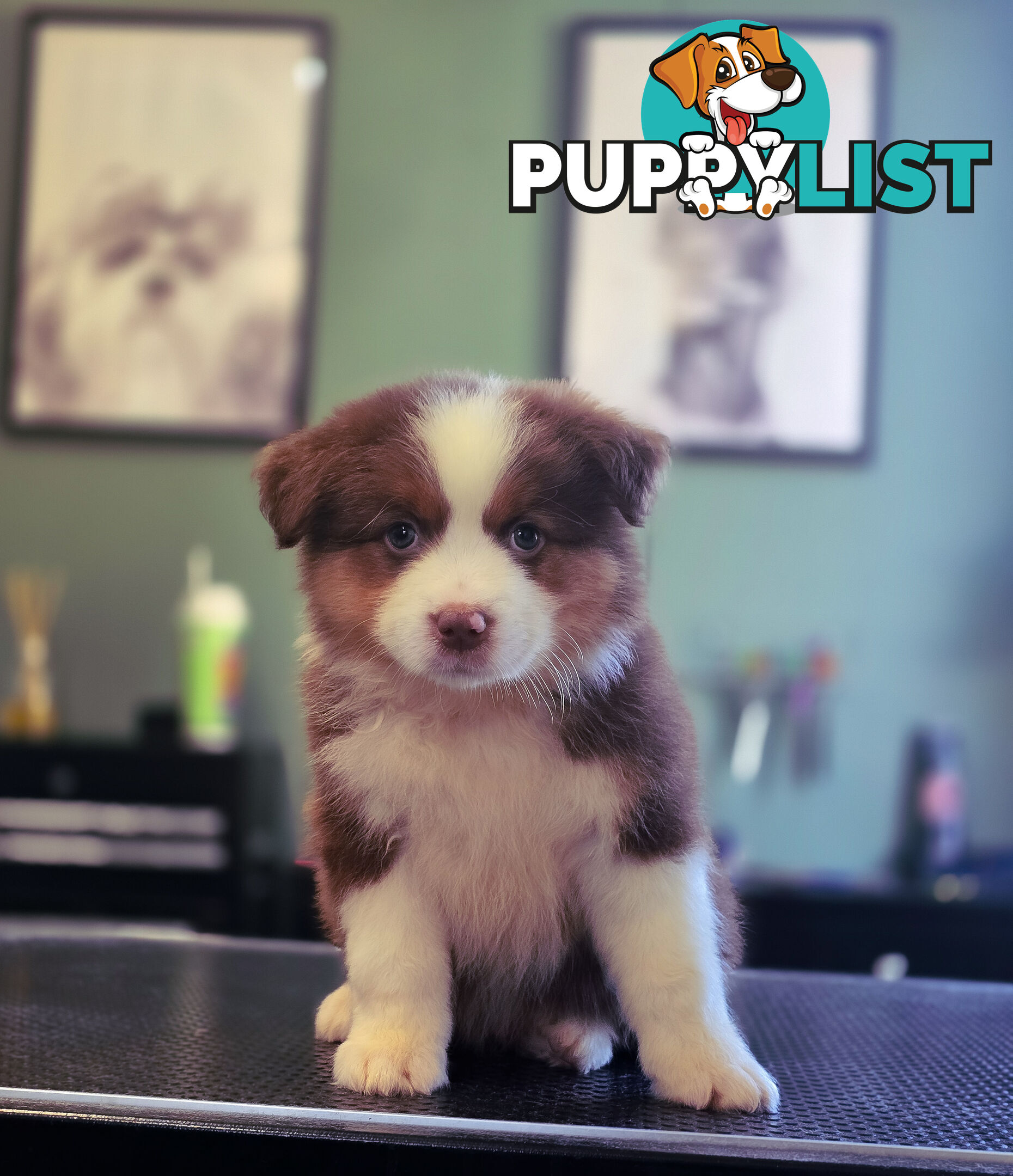 Gorgeous Australian Shepherd x Border Collie Puppies