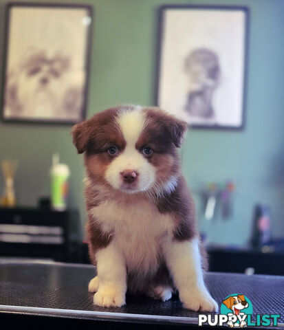 Gorgeous Australian Shepherd x Border Collie Puppies