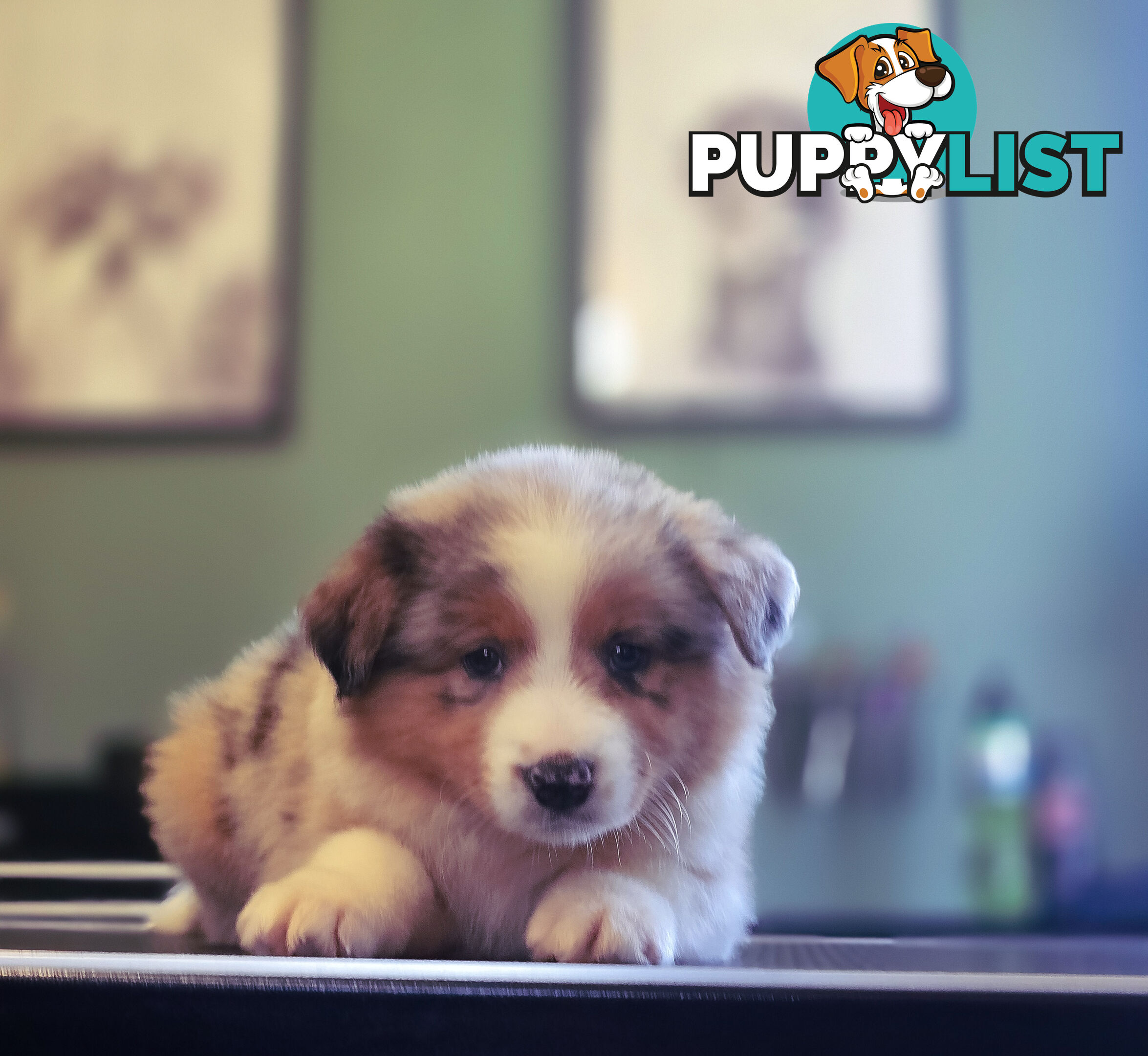 Gorgeous Australian Shepherd x Border Collie Puppies