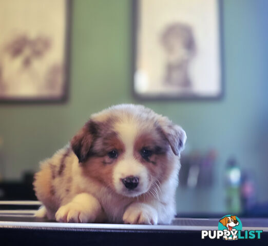 Gorgeous Australian Shepherd x Border Collie Puppies