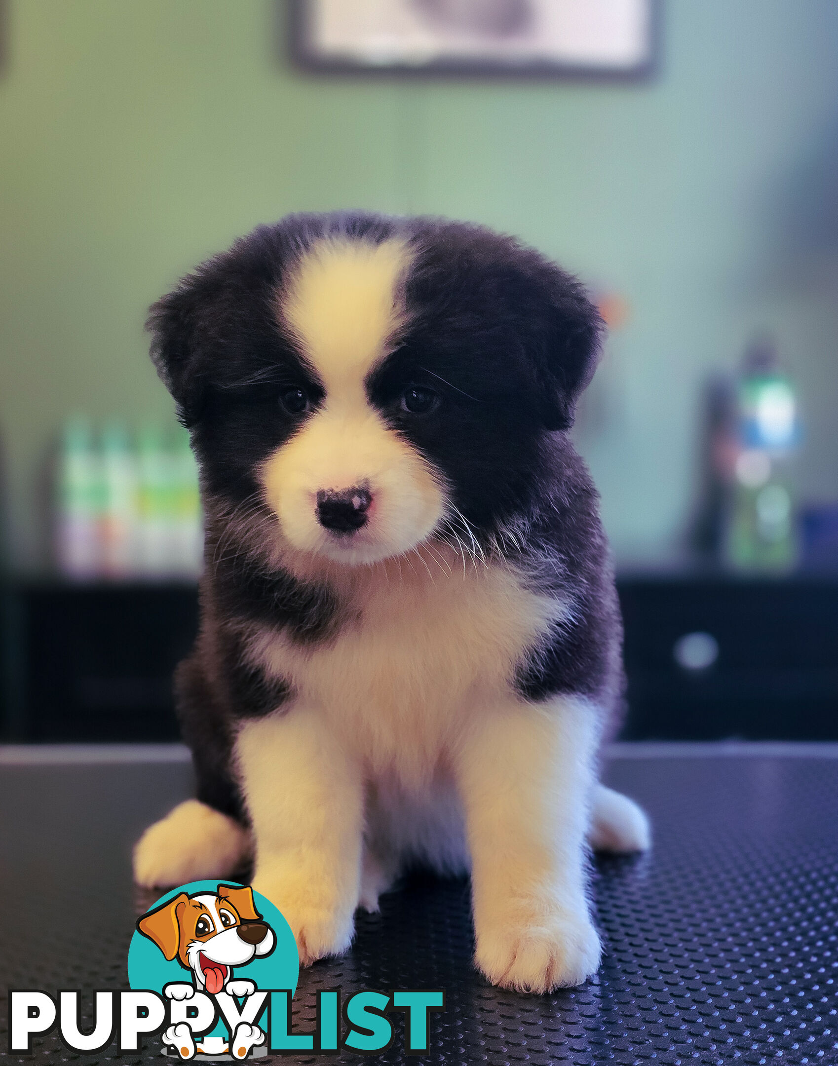 Gorgeous Australian Shepherd x Border Collie Puppies