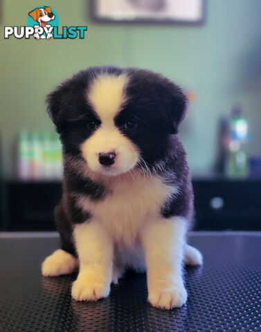 Gorgeous Australian Shepherd x Border Collie Puppies