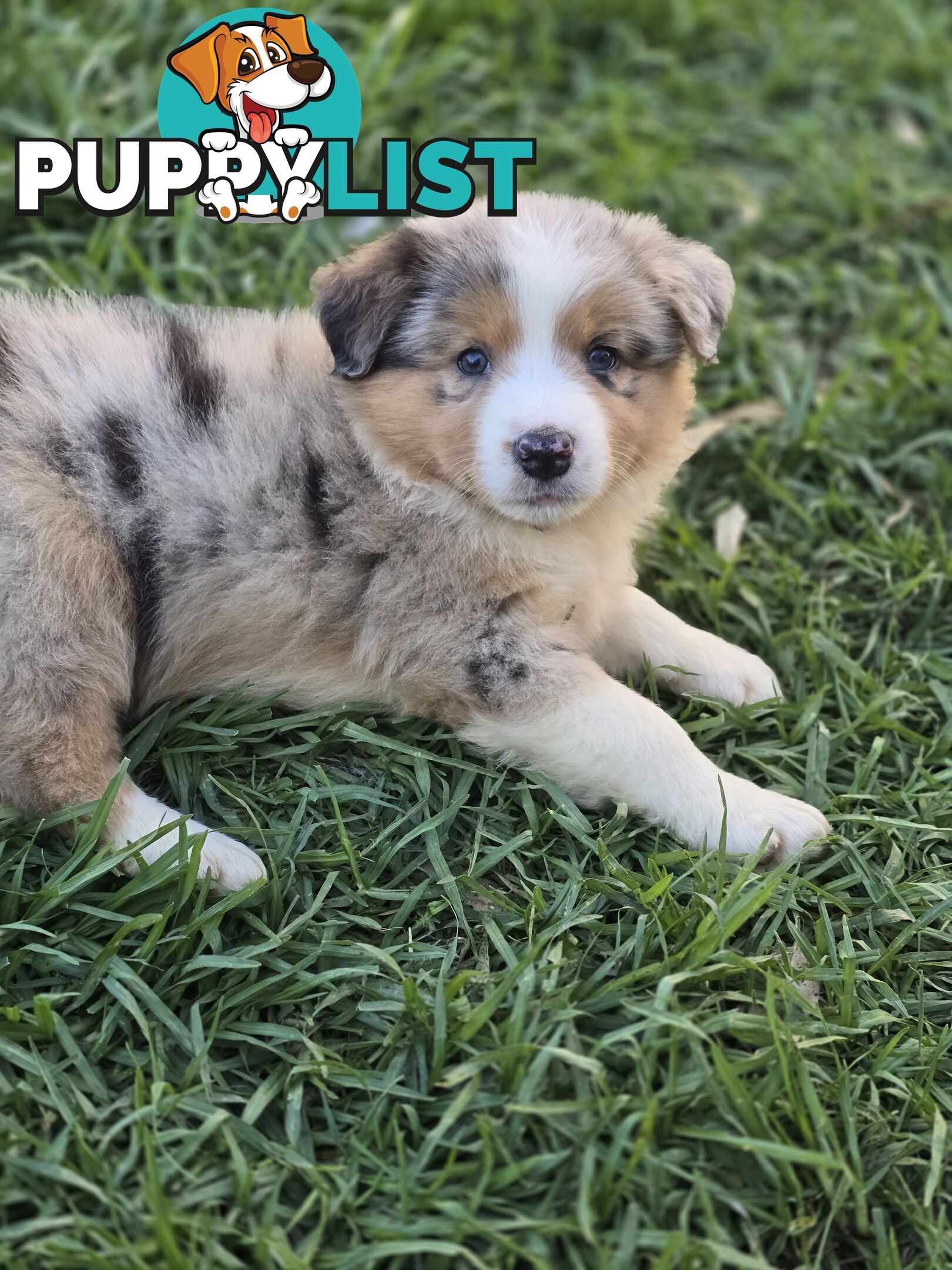 Gorgeous Australian Shepherd x Border Collie Puppies