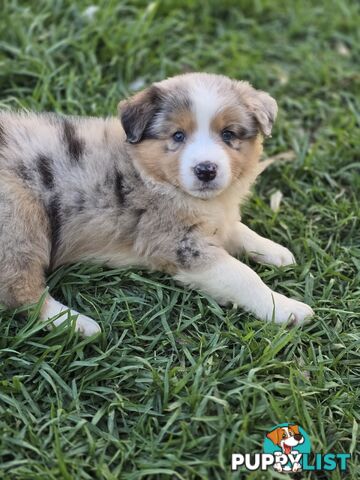 Gorgeous Australian Shepherd x Border Collie Puppies