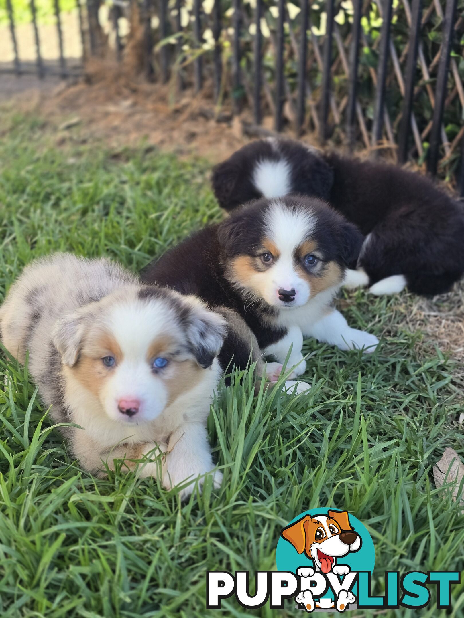 Gorgeous Australian Shepherd x Border Collie Puppies