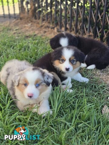 Gorgeous Australian Shepherd x Border Collie Puppies