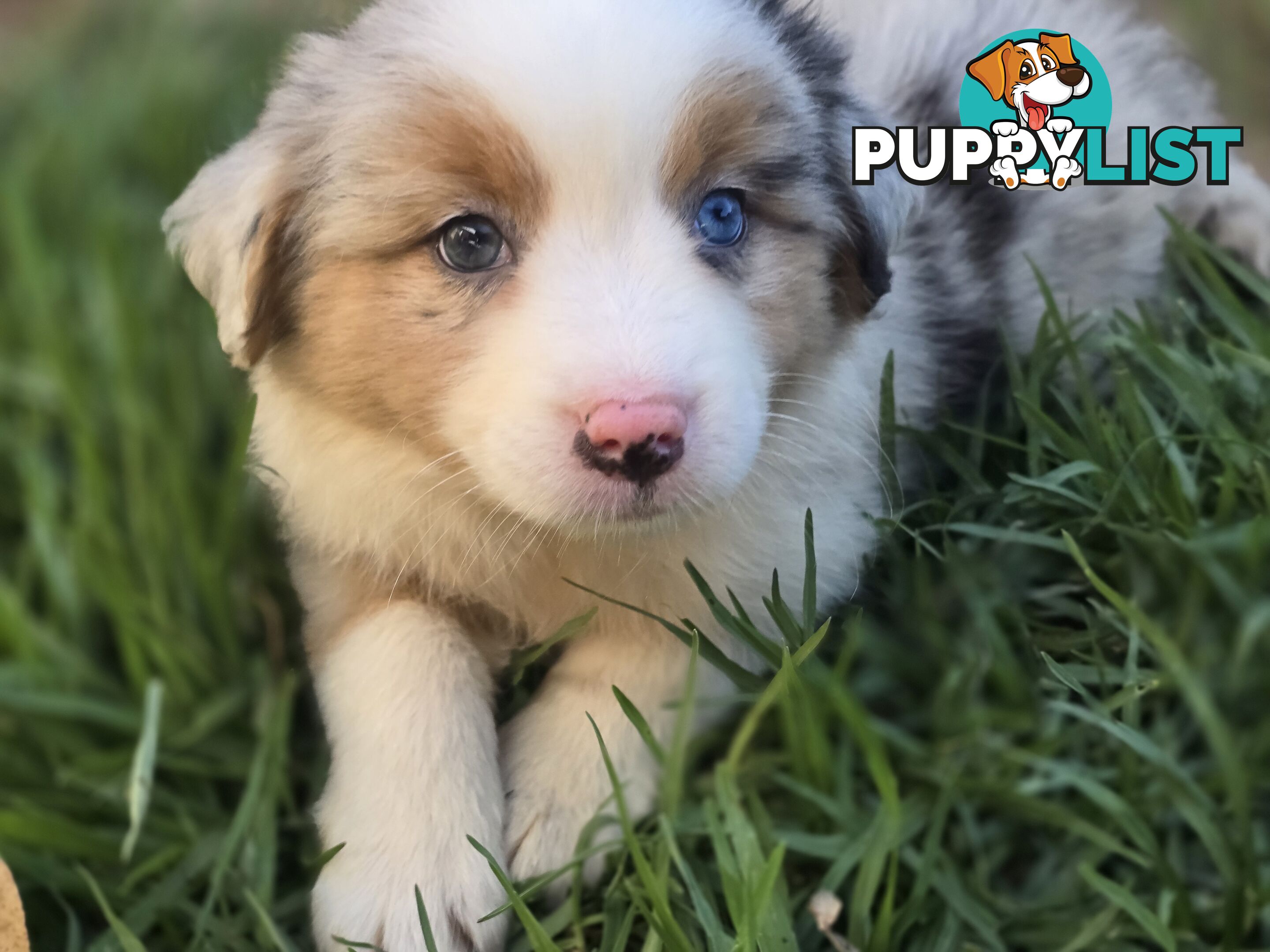 Gorgeous Australian Shepherd x Border Collie Puppies