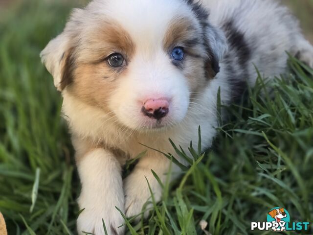 Gorgeous Australian Shepherd x Border Collie Puppies