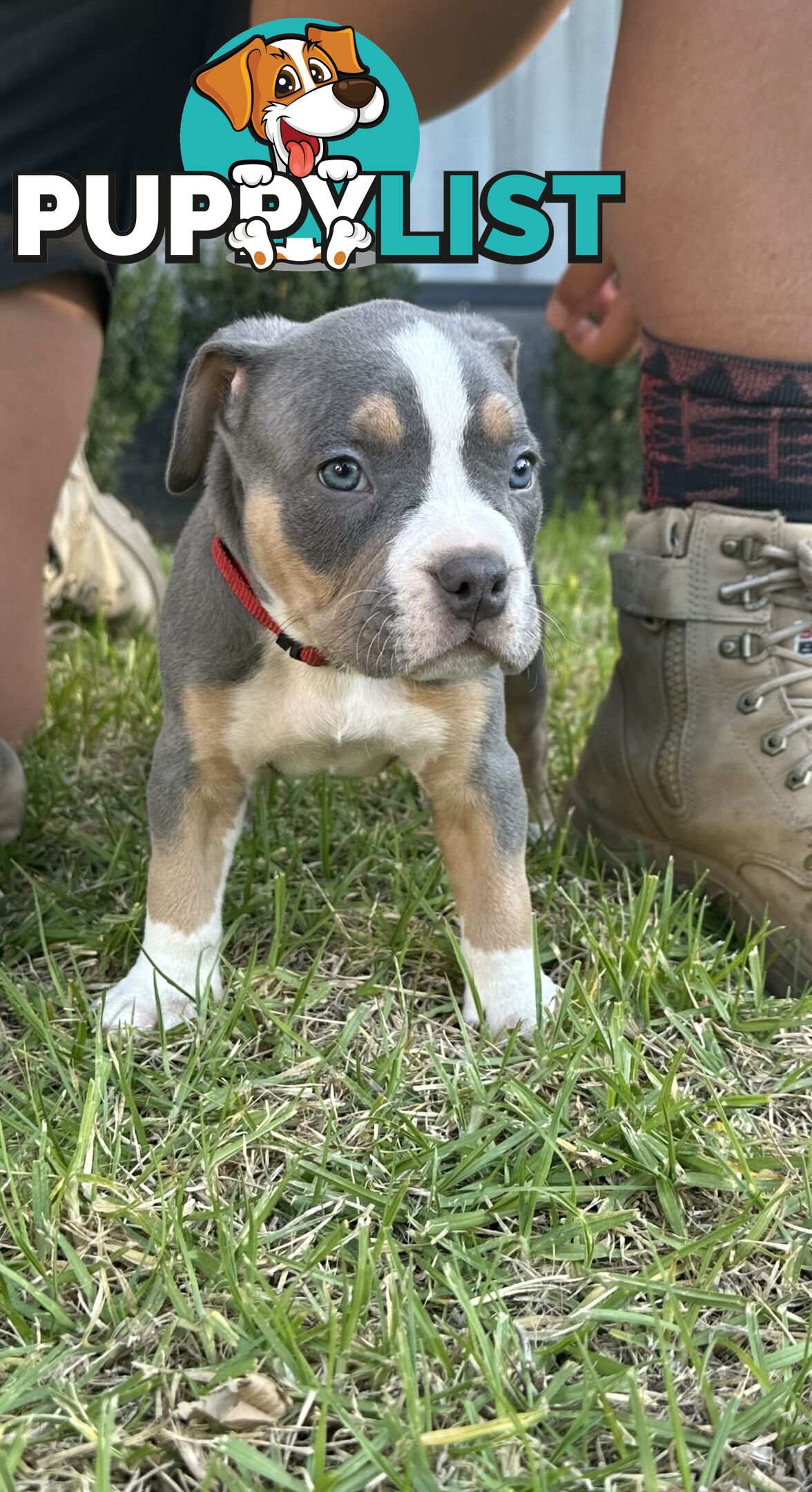 5 x STANDARD AMERICAN BULLY PUPS - PURE BRED