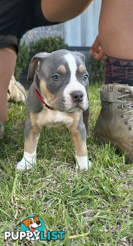 5 x STANDARD AMERICAN BULLY PUPS - PURE BRED
