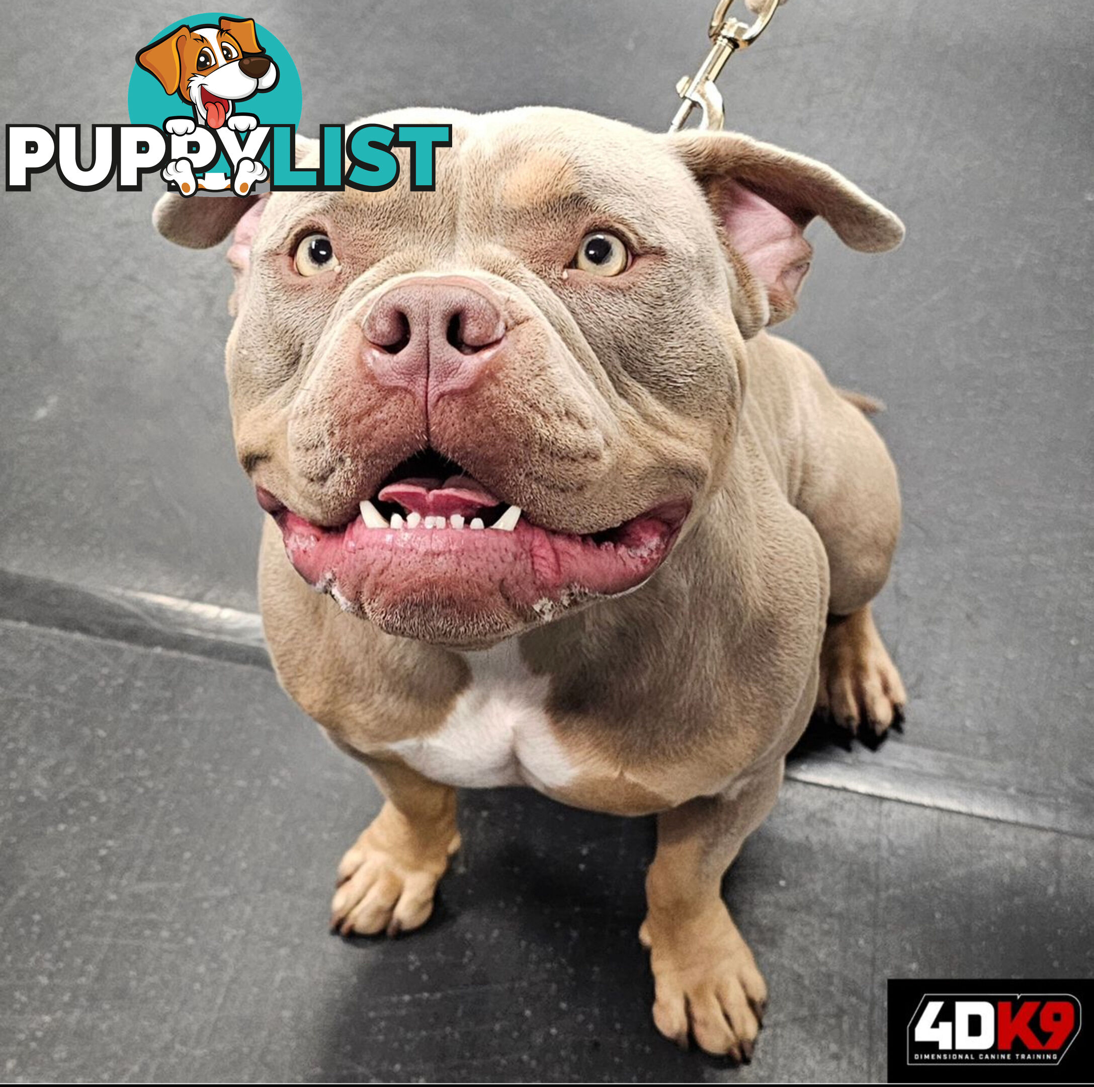 5 x STANDARD AMERICAN BULLY PUPS - PURE BRED