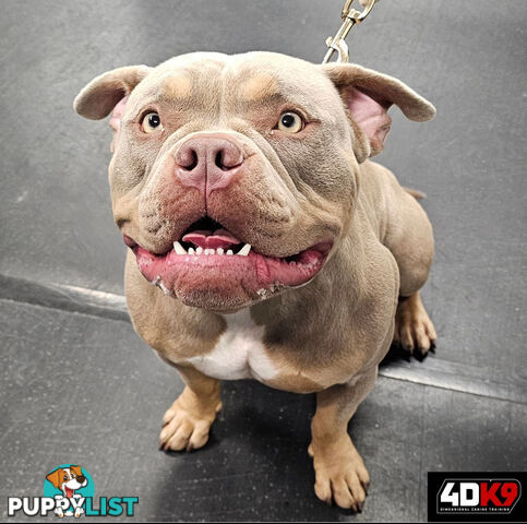 5 x STANDARD AMERICAN BULLY PUPS - PURE BRED