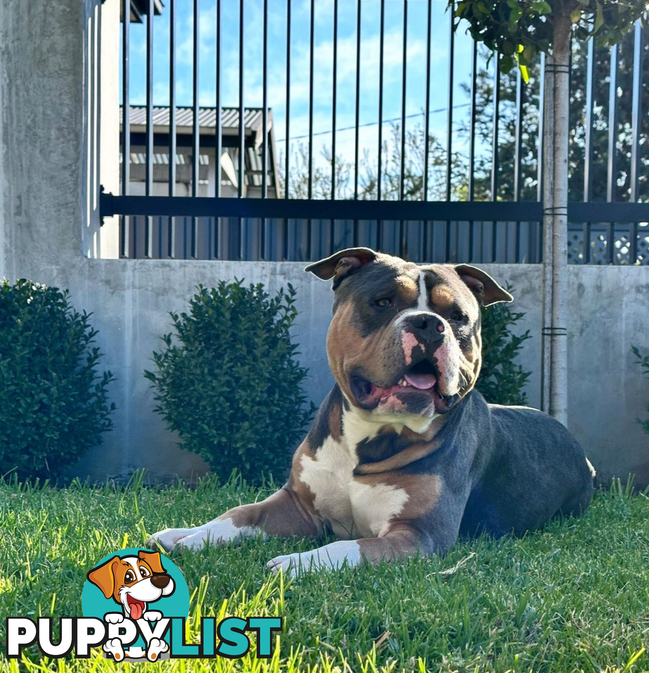 5 x STANDARD AMERICAN BULLY PUPS - PURE BRED