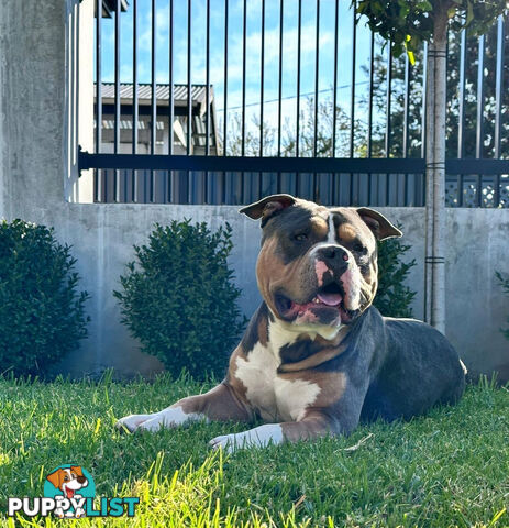 5 x STANDARD AMERICAN BULLY PUPS - PURE BRED