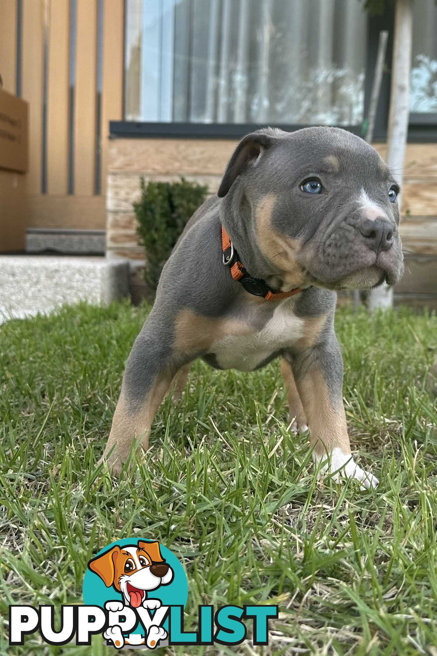 5 x STANDARD AMERICAN BULLY PUPS - PURE BRED
