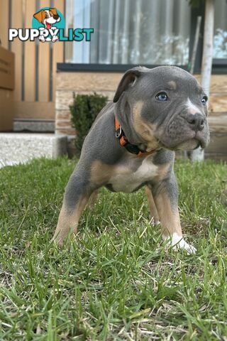 5 x STANDARD AMERICAN BULLY PUPS - PURE BRED