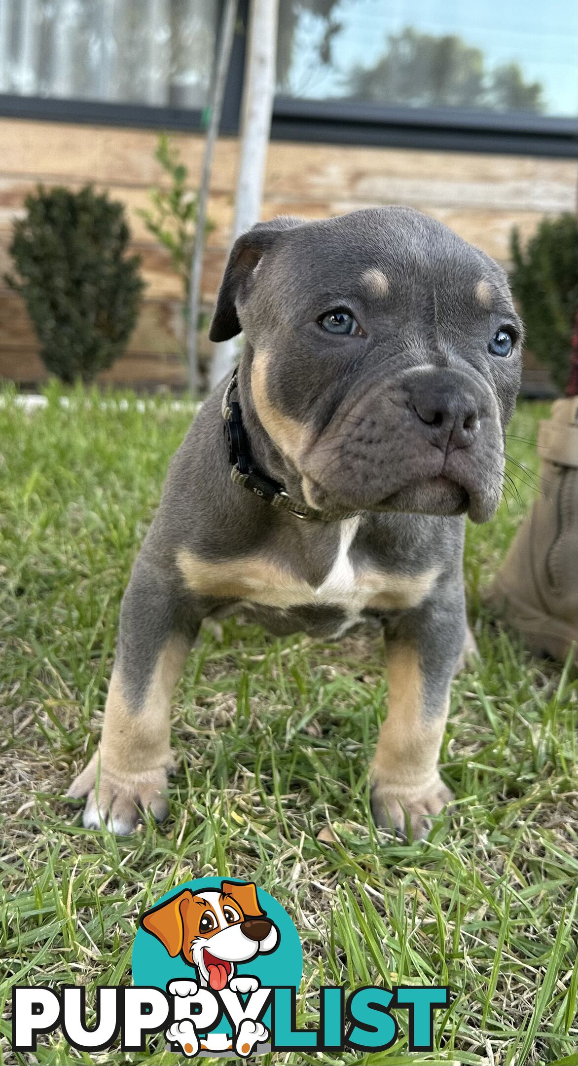 5 x STANDARD AMERICAN BULLY PUPS - PURE BRED