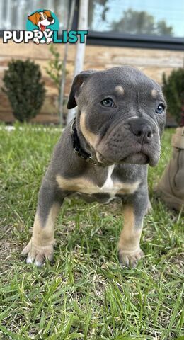 5 x STANDARD AMERICAN BULLY PUPS - PURE BRED