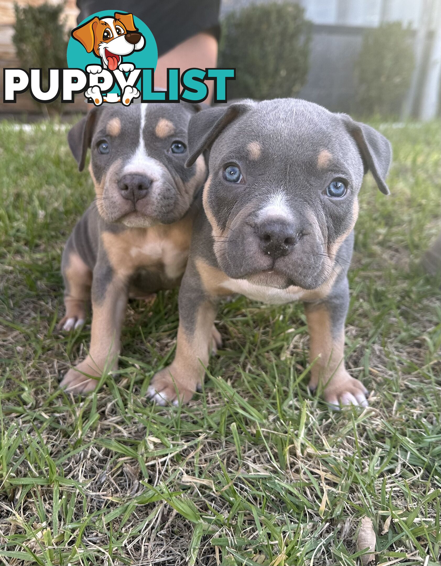 5 x STANDARD AMERICAN BULLY PUPS - PURE BRED