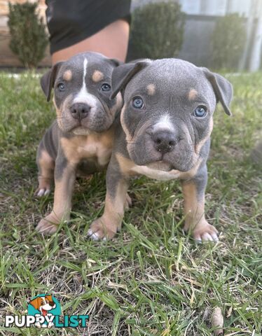 5 x STANDARD AMERICAN BULLY PUPS - PURE BRED