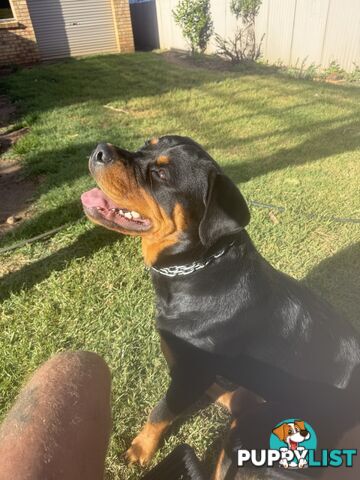 Rottweiler