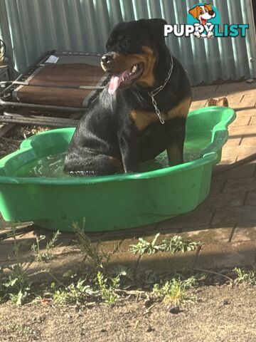 Rottweiler