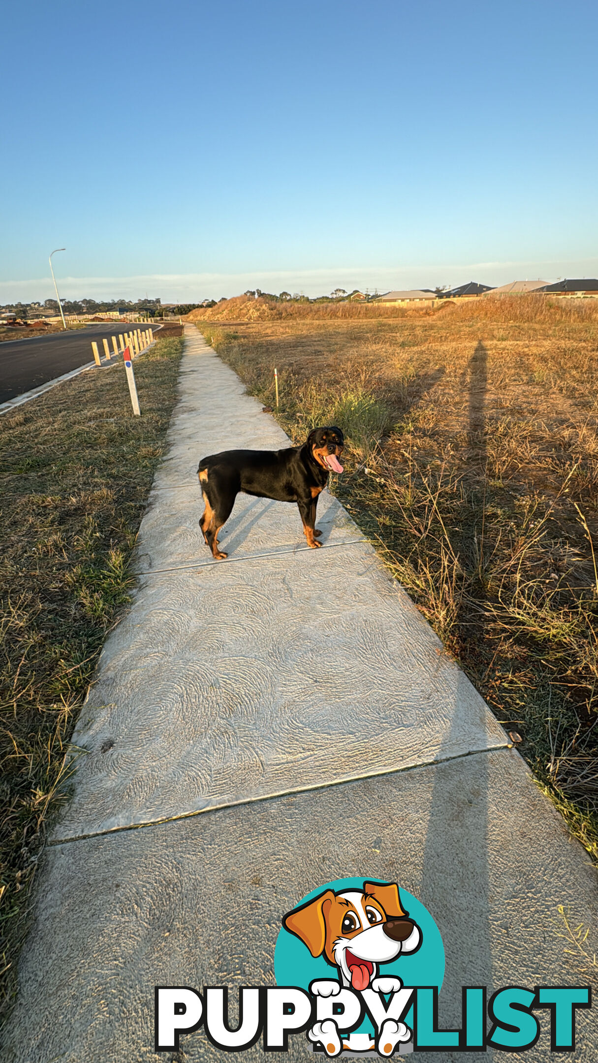 Rottweiler