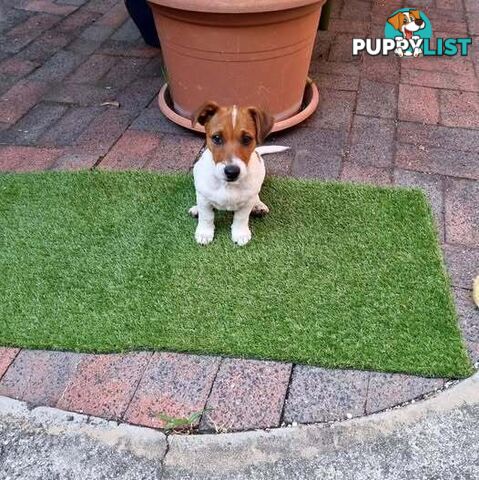 BEAUTIFUL JACK RUSSELL 7 MONTHS OLD - REGRETABLE REHOMING