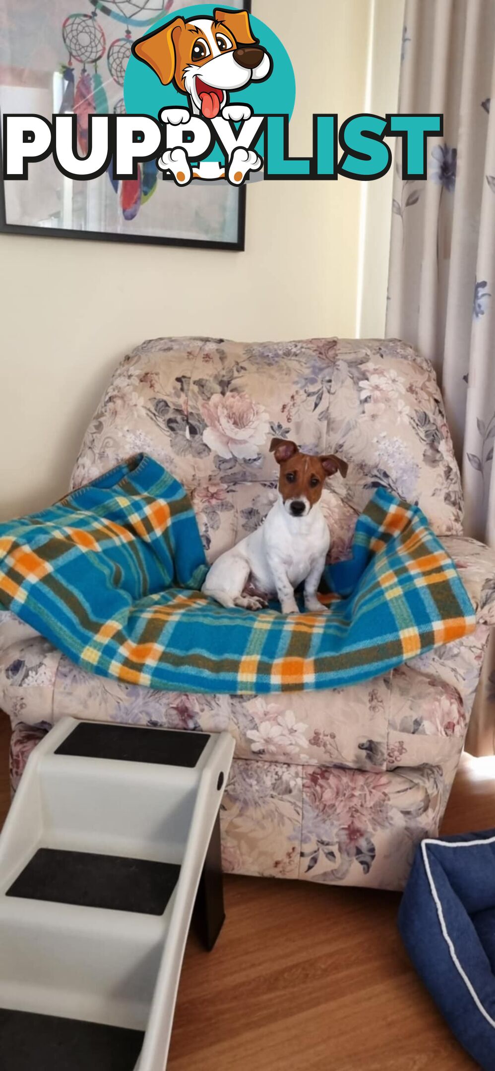 BEAUTIFUL JACK RUSSELL 7 MONTHS OLD - REGRETABLE REHOMING