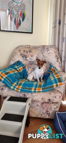 BEAUTIFUL JACK RUSSELL 7 MONTHS OLD - REGRETABLE REHOMING