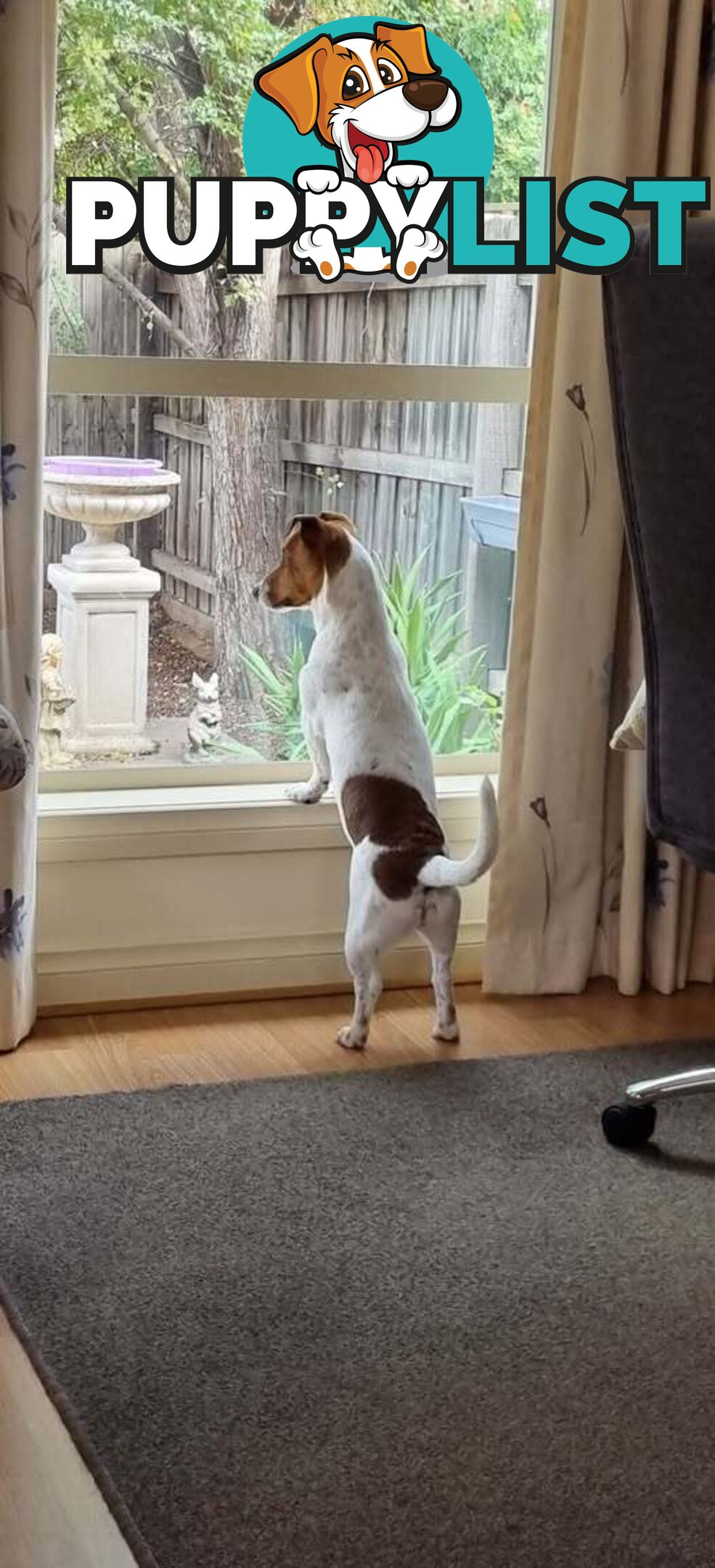 BEAUTIFUL JACK RUSSELL 7 MONTHS OLD - REGRETABLE REHOMING