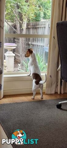 BEAUTIFUL JACK RUSSELL 7 MONTHS OLD - REGRETABLE REHOMING