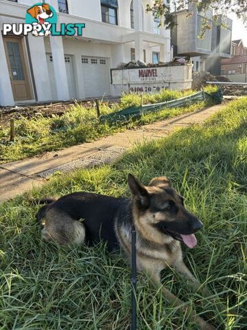 Gorgeous Female German Shepherd