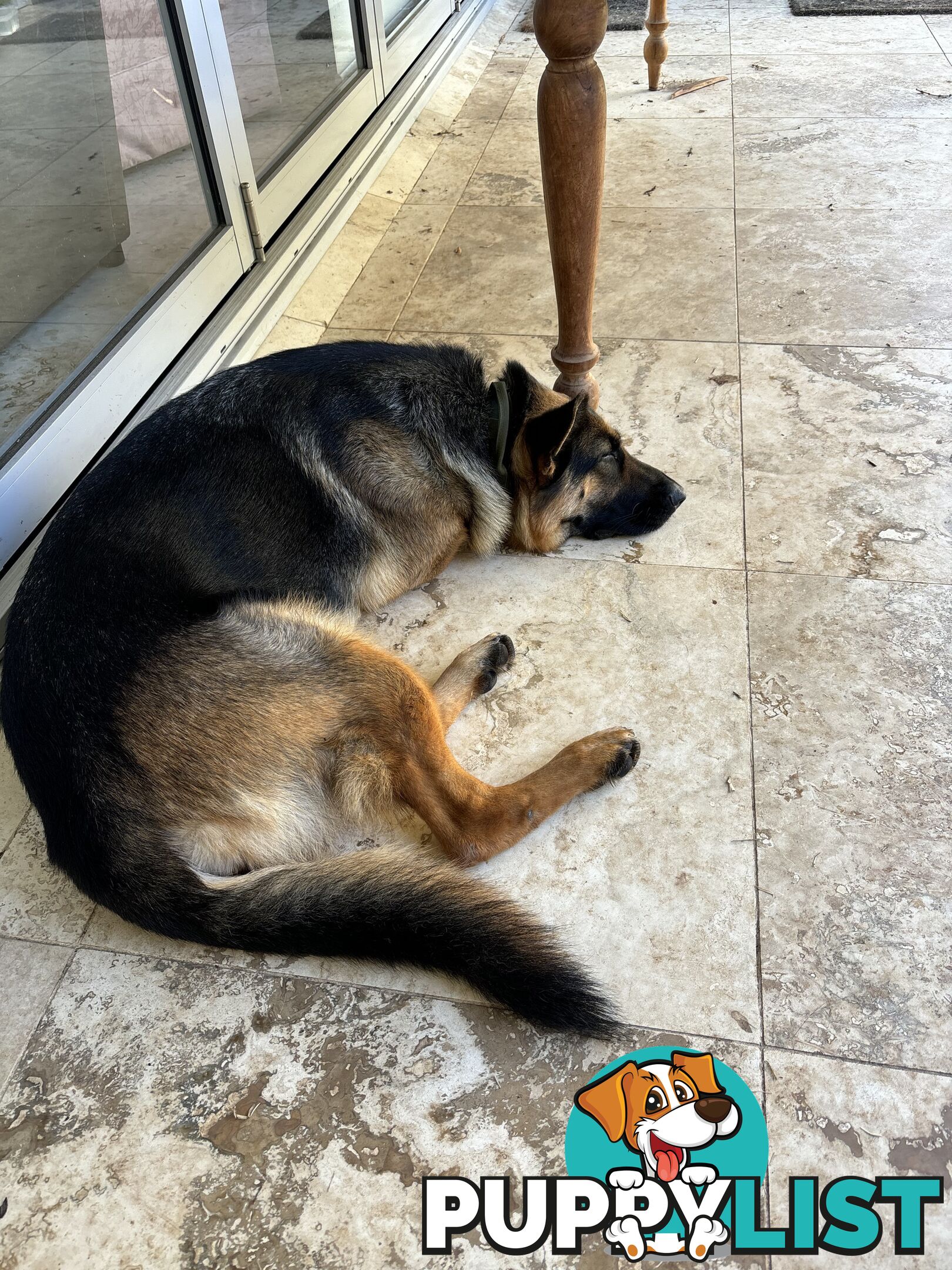 Gorgeous Female German Shepherd