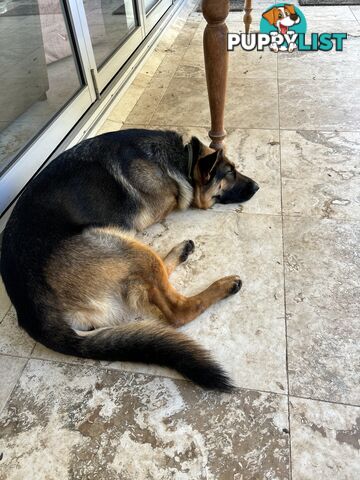 Gorgeous Female German Shepherd